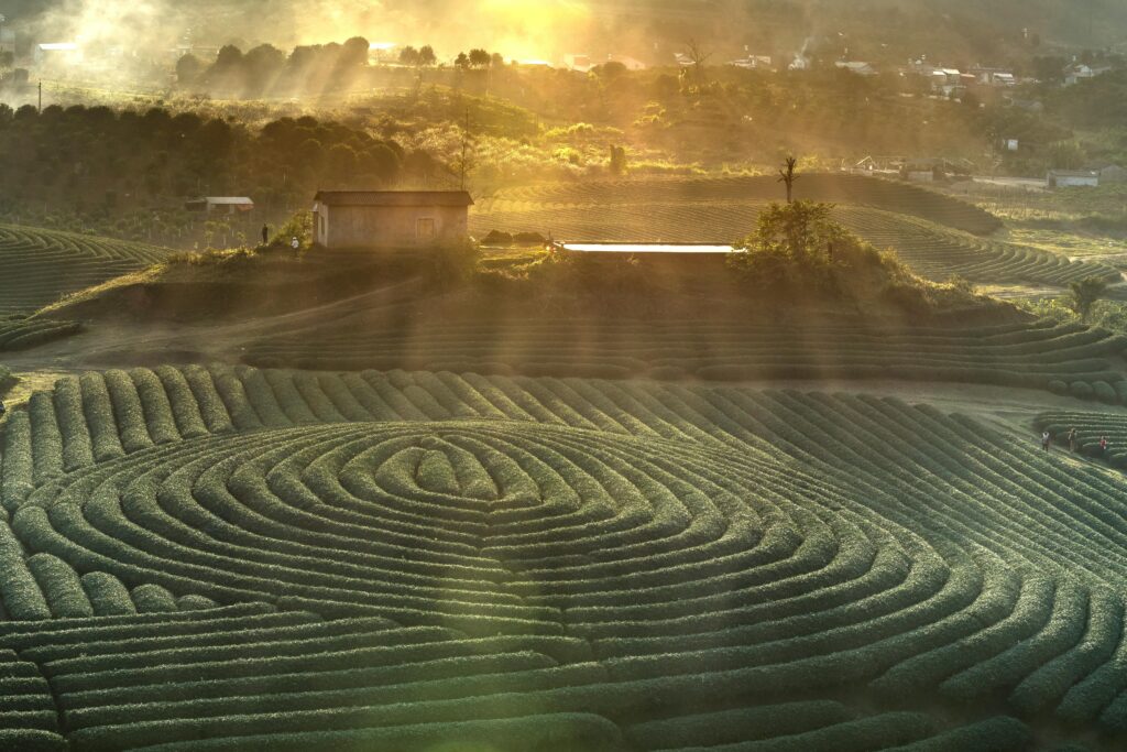 Aerial view of sunrise illuminating lush tea plantations with picturesque patterns and vibrant greenery.